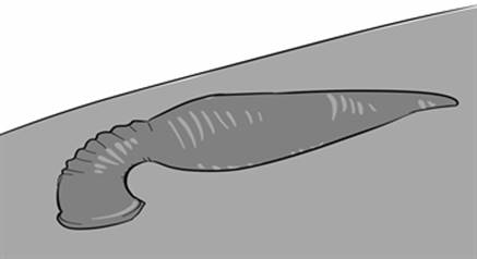 leech.jpg