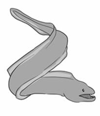 moray.jpg