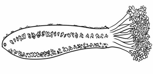seacucumber.jpg