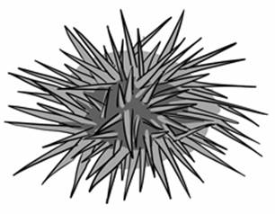seaurchin1.jpg