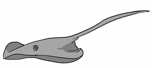 stingray.jpg