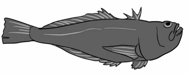 weeverfish.jpg
