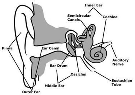 earanatomy.jpg