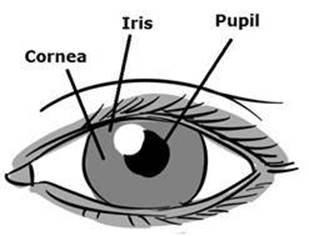 eyeanatomy.jpg