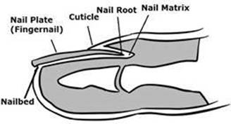 nailanatomy.jpg