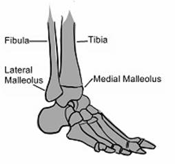 ankleanatomy.jpg