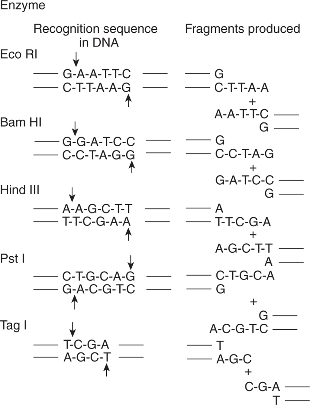 Methods of Molecular Analysis - Basic Science of Oncology, (McGraw-Hill ...