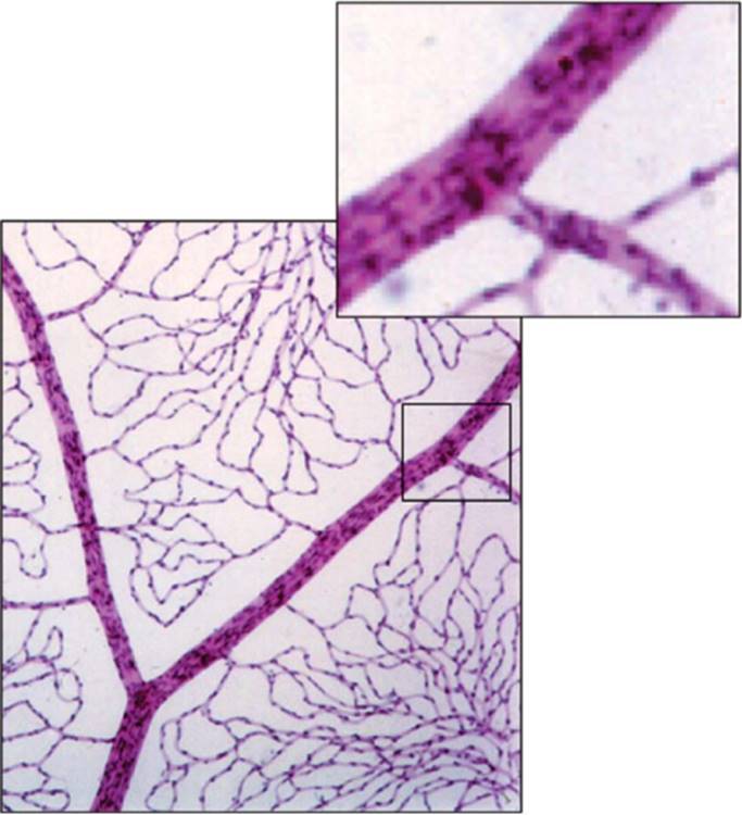 Click to view full size figure