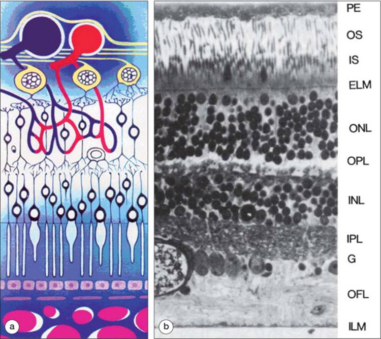 Click to view full size figure