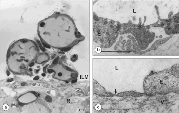 Click to view full size figure