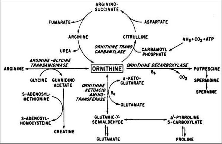 Click to view full size figure