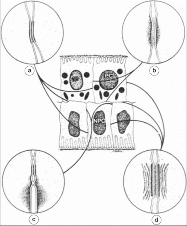 Click to view full size figure