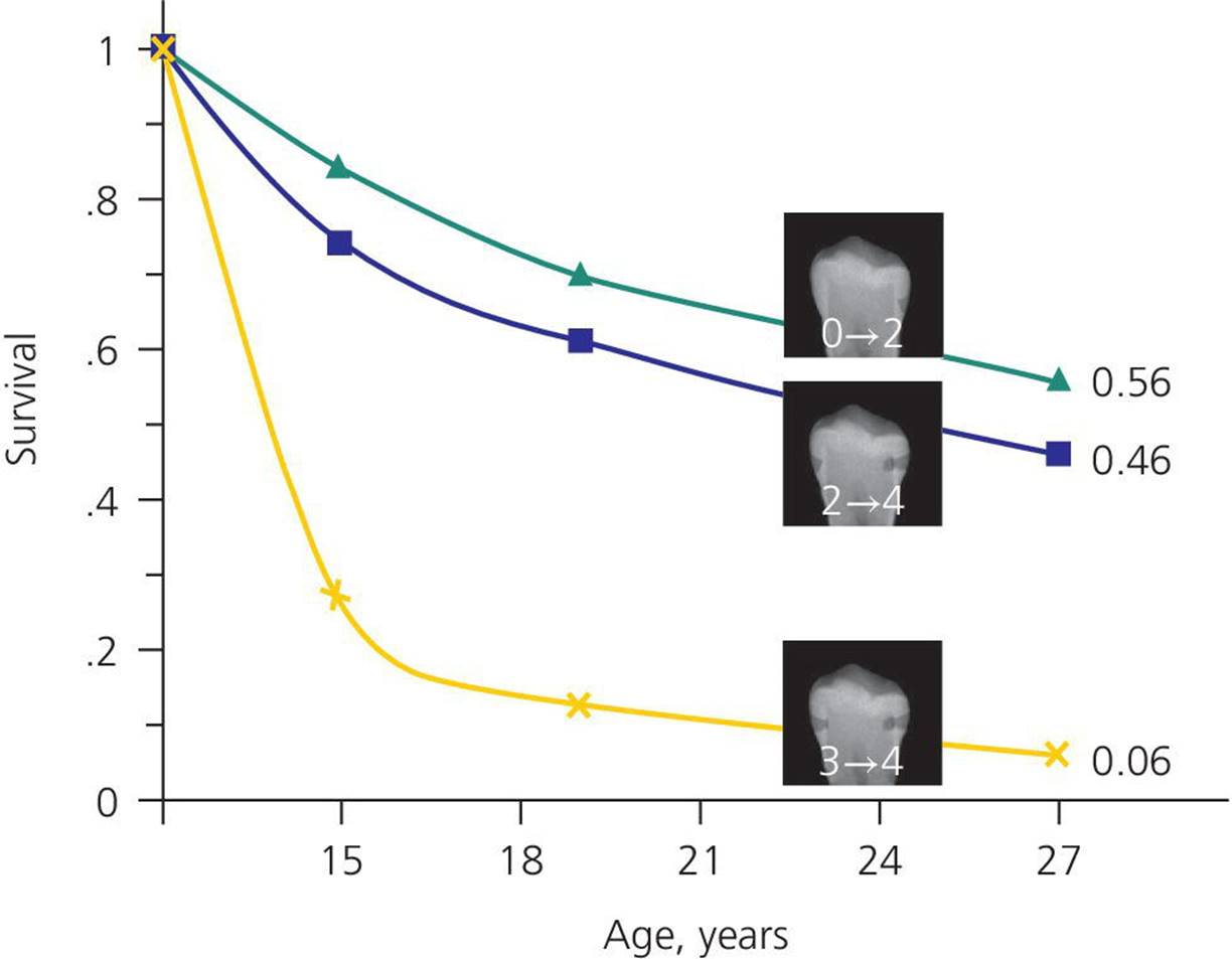 Graph illustrating cumulative survival curves of approximal surfaces, displaying three descending curves labeled 0.56, 0.46, and 0.06.