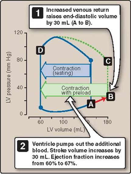 Preload Graph Cardiac Mechanics - Lippincott Illustrated Reviews: Physiology ...