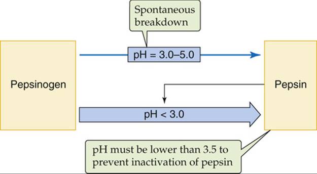Pepsinogen Secretion - Gastric Function - The Gastrointestinal System ...