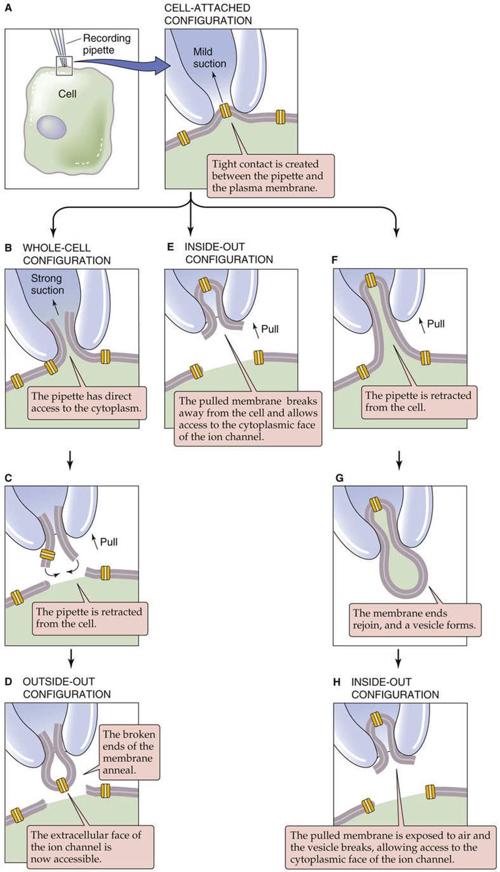 Electrical Model of a Cell Membrane - Electrophysiology of the Cell ...
