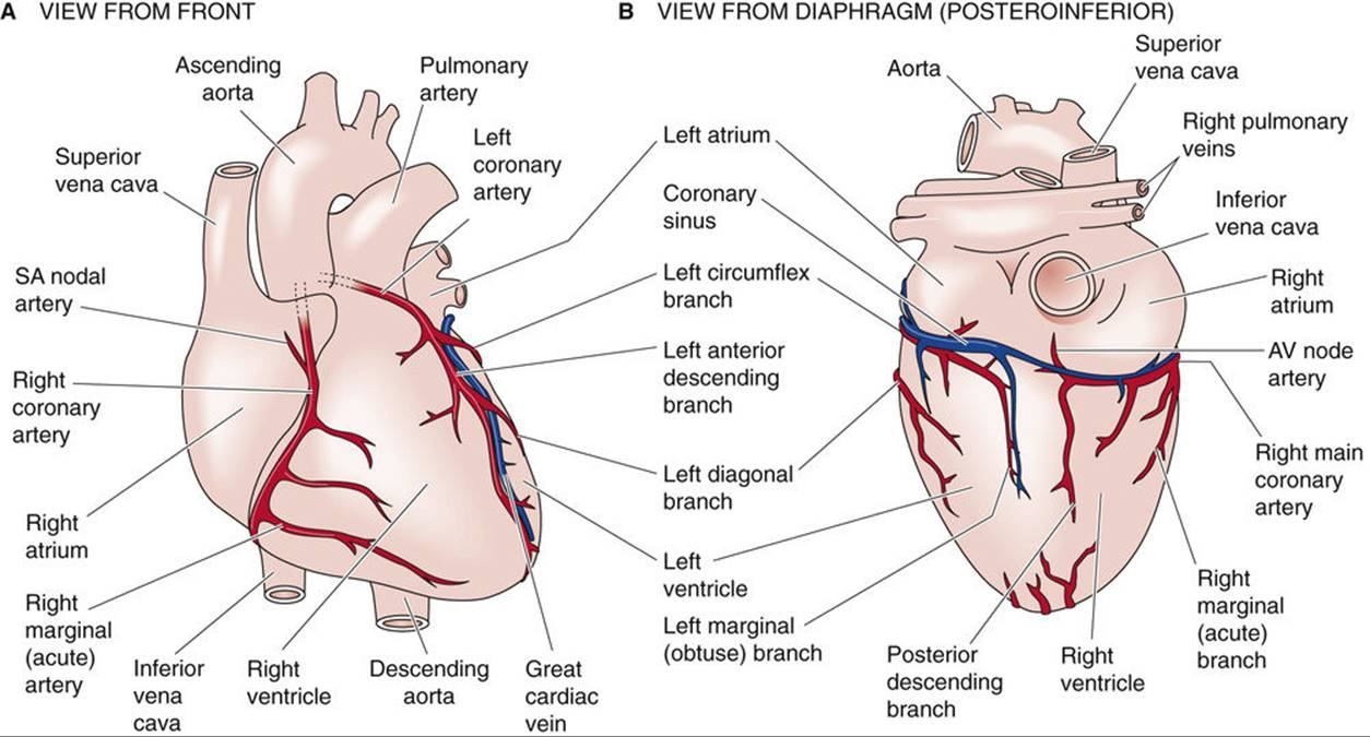 Coronary Circulation Flow Chart