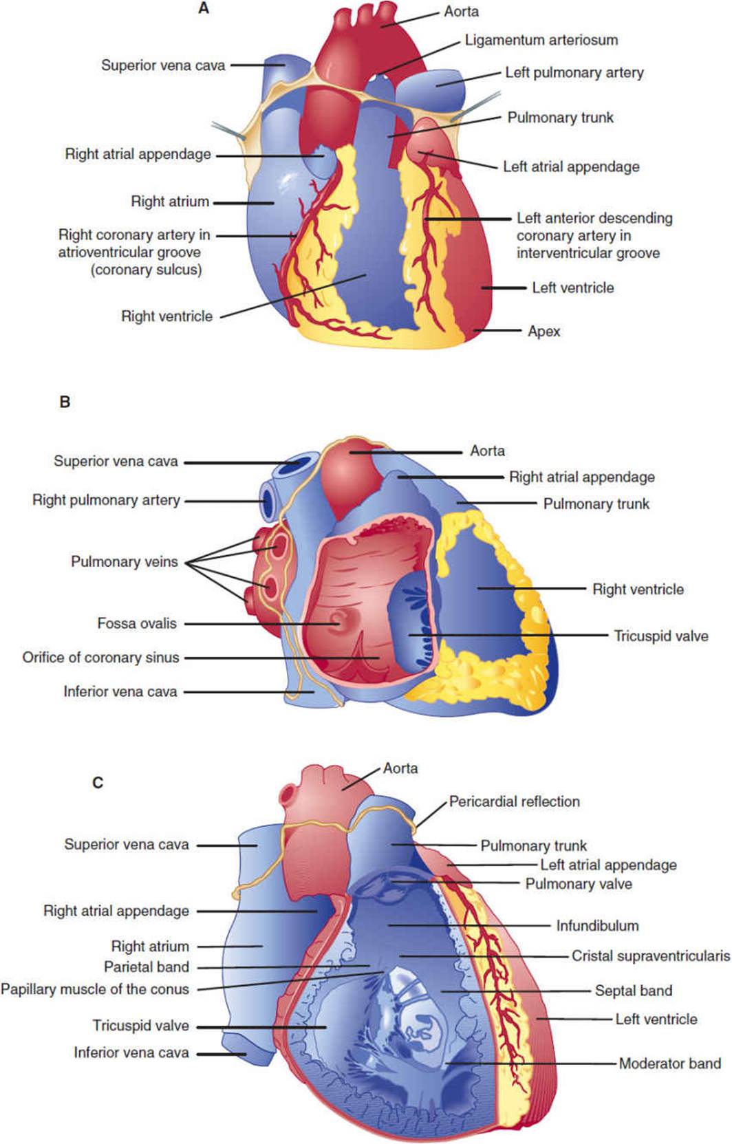 Cardiovascular Disorders: Heart Disease - Pathophysiology of