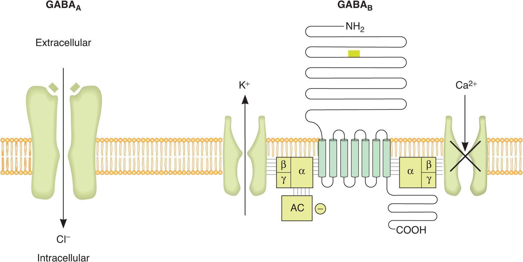Neurotransmitters & Neuromodulators - Ganong’s Review of Medical ...