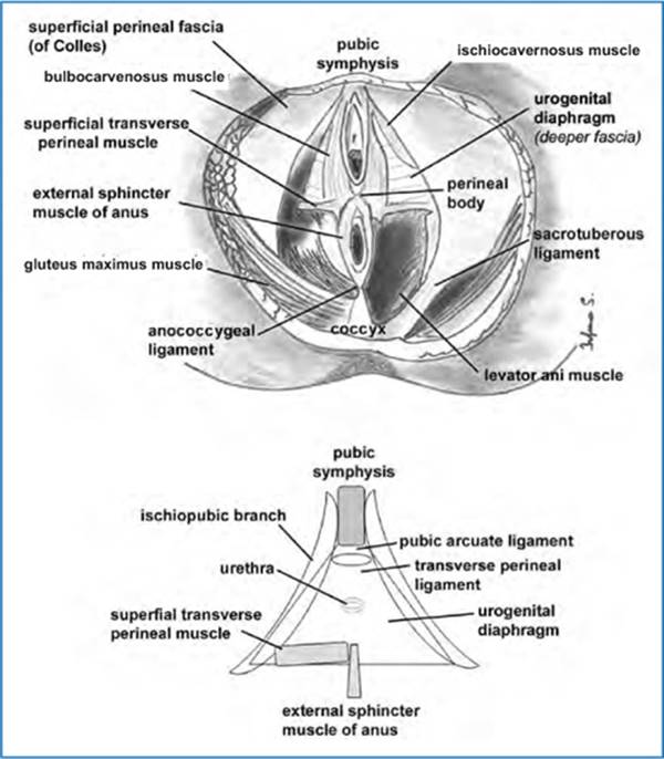 A978-88-470-5441-7_3_Fig2_HTML.jpg